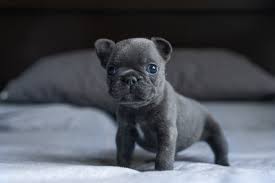 Dachshund